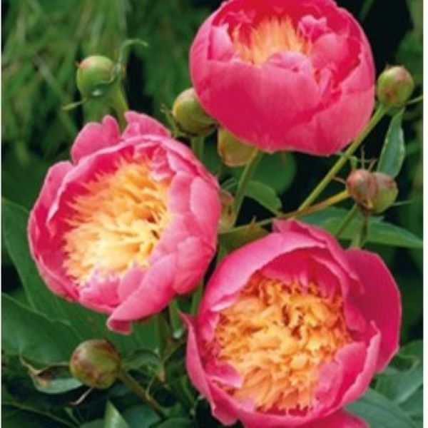 Pojeng Bowl of Beauty