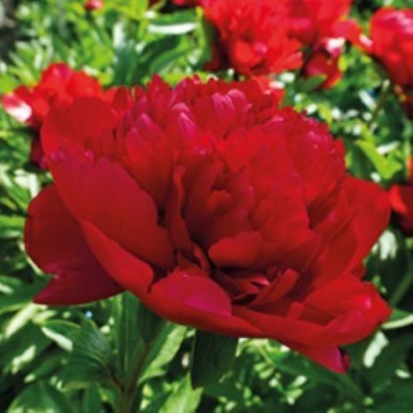 Pojeng Christmas Velvet