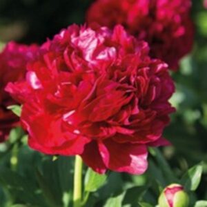 Pojeng Henry Bockstoce