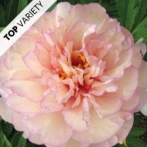 Pojeng Scrumdidleumptious