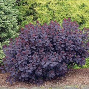 harilik parukapuu Royal Purple