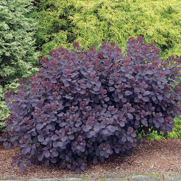 harilik parukapuu Royal Purple