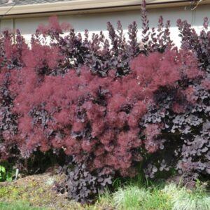 harilik parukapuu Royal Purple