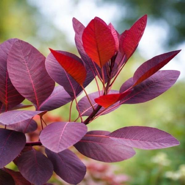 harilik parukapuu Royal Purple