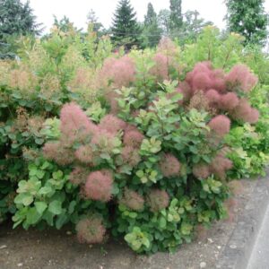 harilik parukapuu rubrifolius group