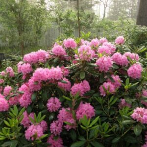 rododendron Haaga