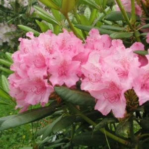 rododendron Haaga