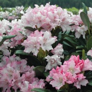 rododendron pohjolas daughter