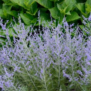 harilik perovskia lacey blue