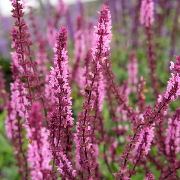 metssalvei caradonna pink inspiration
