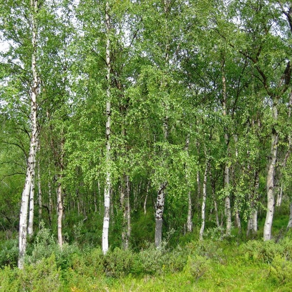 arukask