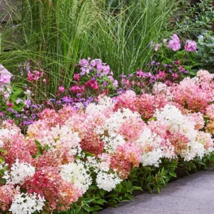 Groundbraker Blush